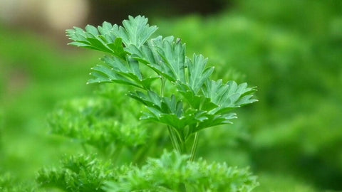 Parsley Allergy: Signs, Symptoms and Options